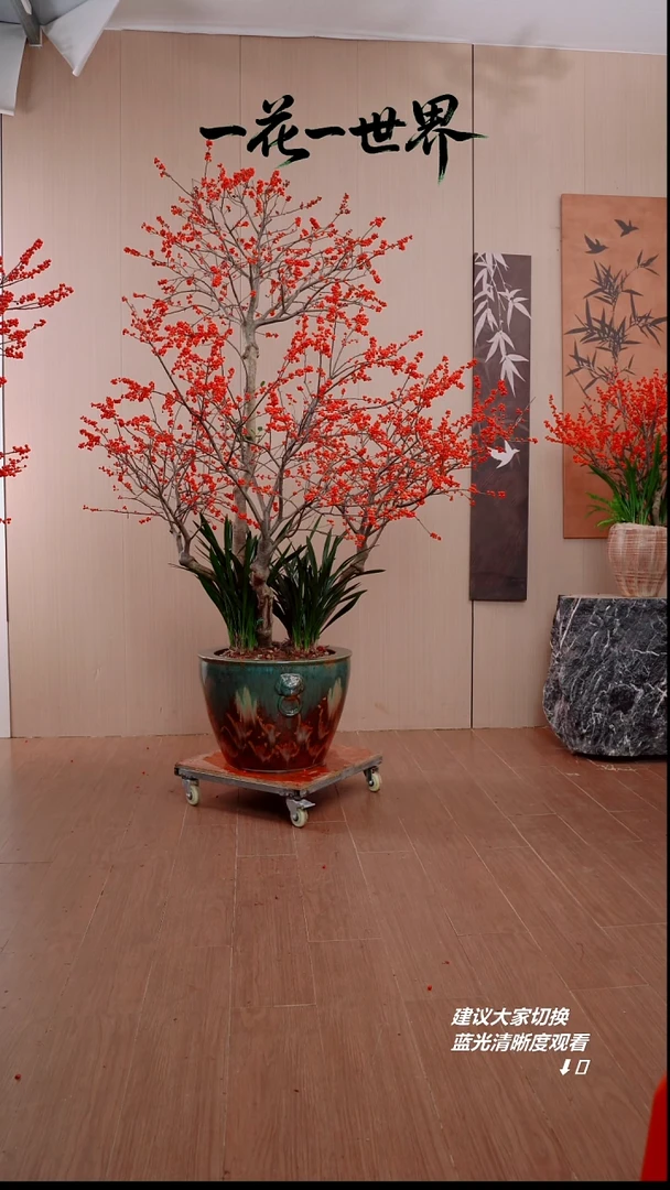 完全开放风****野北美冬青链接111