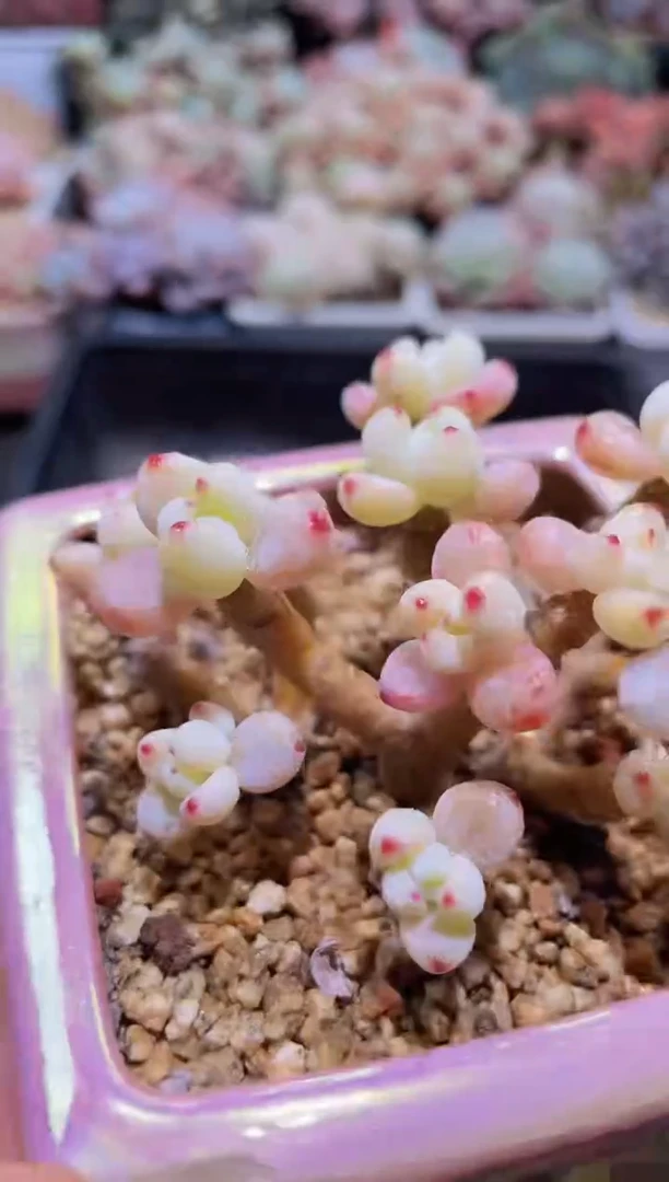 【闪购商品】194罗绮