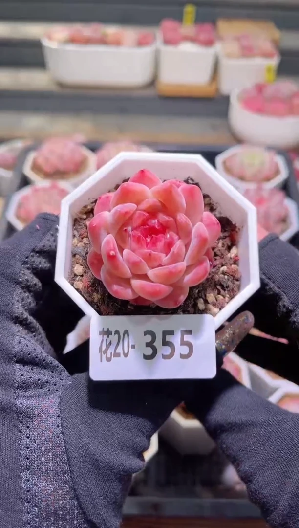 【闪购商品】20-355秘境冰魄