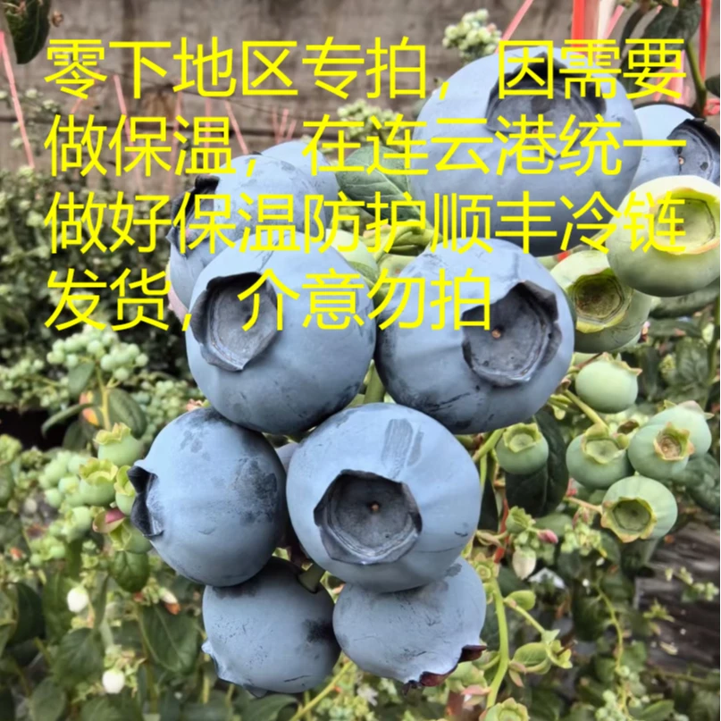 蓝小家［22+mm］寒冷地区专拍云南高山新鲜蓝莓现摘现发