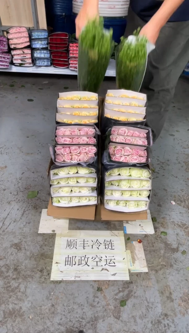 白雪山20枝+粉红20枝+香槟20枝+绿林草