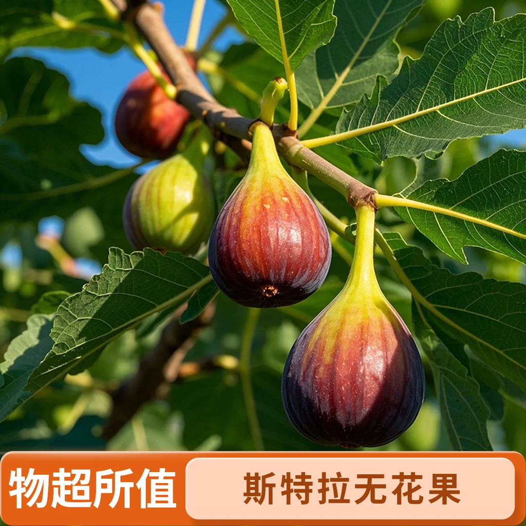 【斯特拉】无花果树果苗带果盆栽阳台庭院南北方可种植矮化耐寒