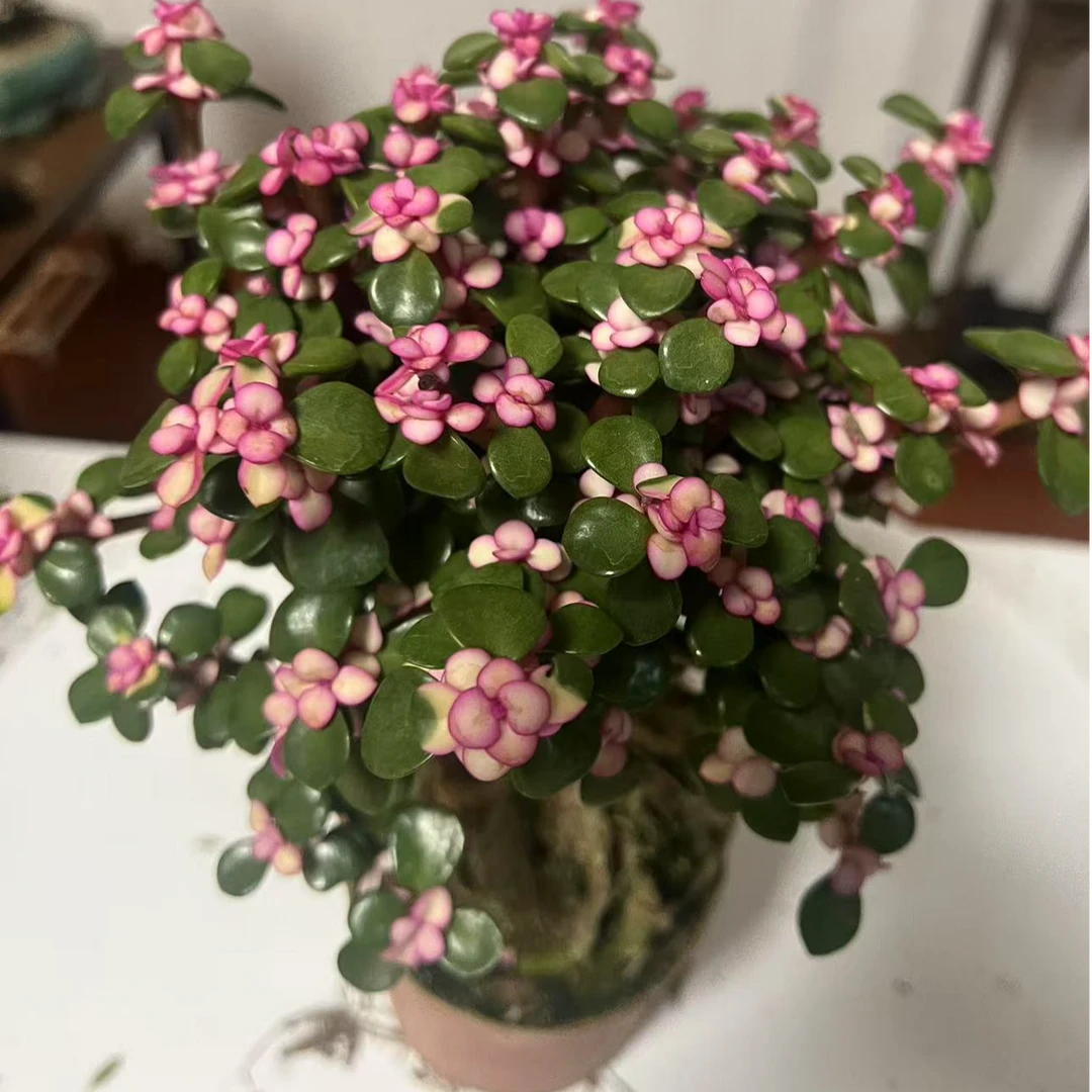 提根金枝玉叶雅乐之舞好养办公室客厅桌面绿植盆栽