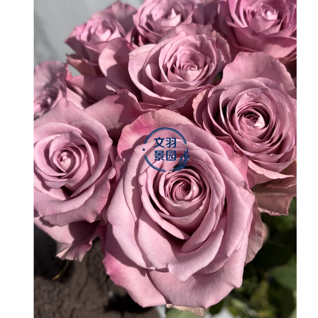 文羽景园【娇娃】切花月季多季节重复开花