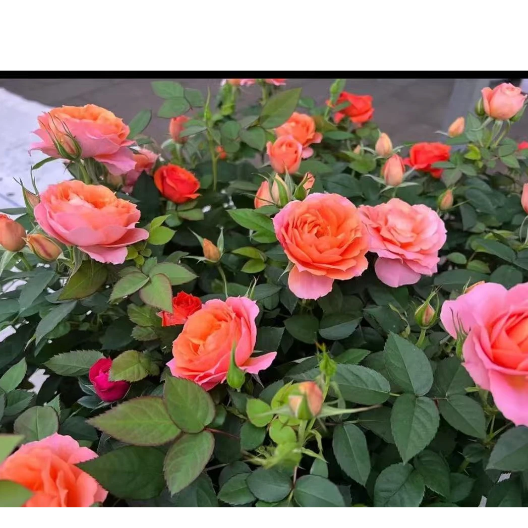 玫瑰老庄苗红色粉色紫色各种颜色