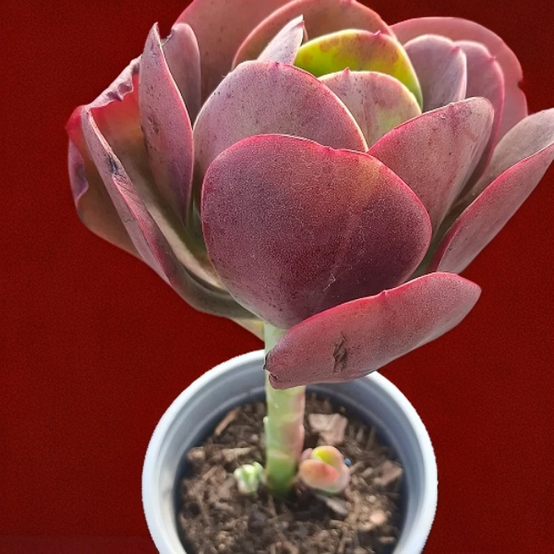 大唐玫瑰新手必拍 好看好养 多肉植物云南昆明发货精品多肉