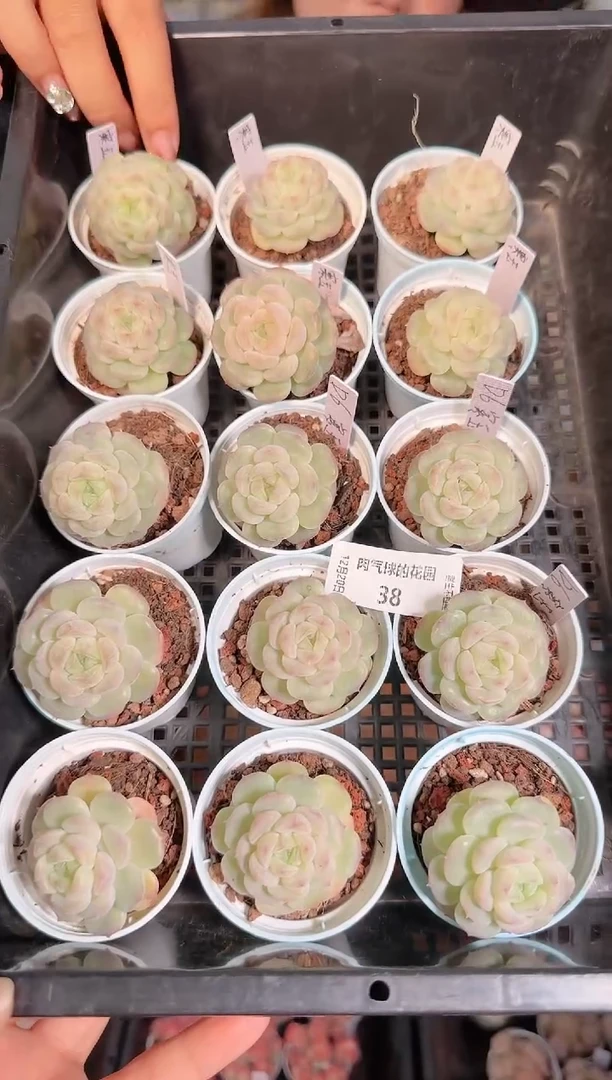 1220-38寒玉多肉量拍任意发一颗群生不包整