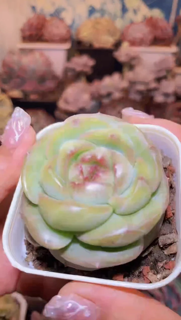 【闪购商品】051瓷器