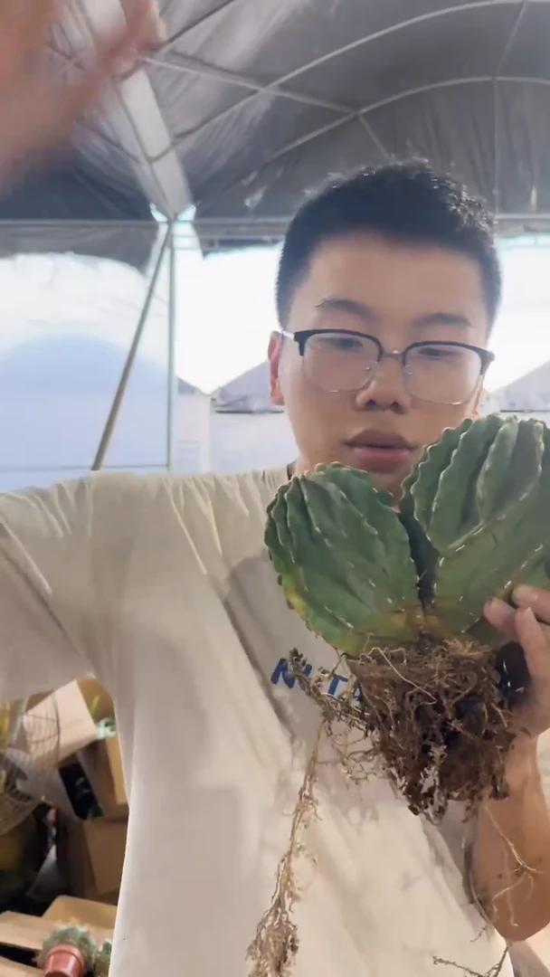 大号 双头 无刺王冠龙
