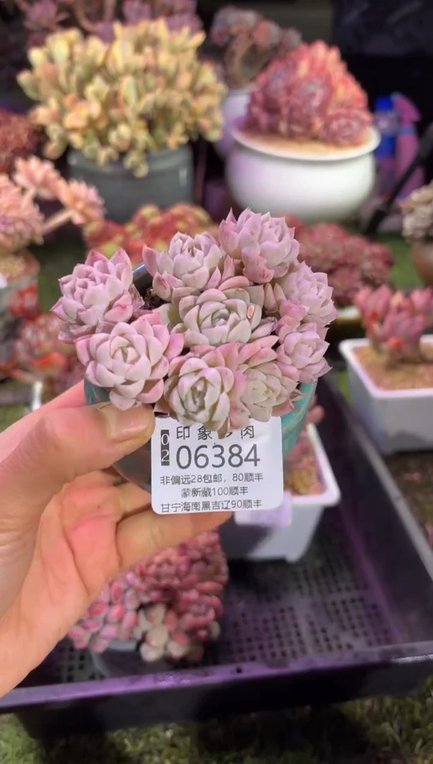 【闪购商品】06384脱土带盆