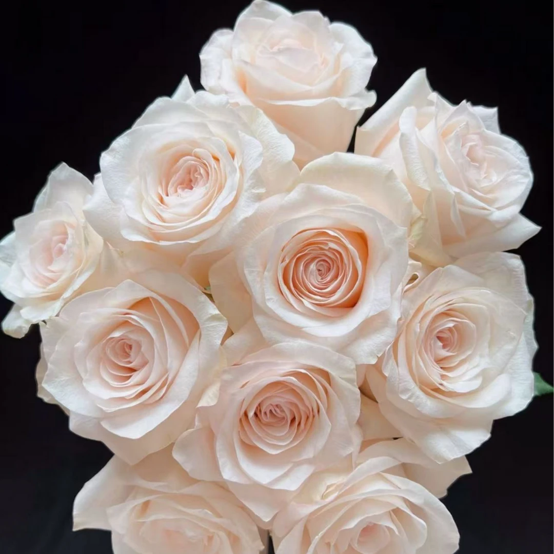 逸禾基地双鱼座单头玫瑰鲜花基地直采直发顺丰包邮含保鲜剂