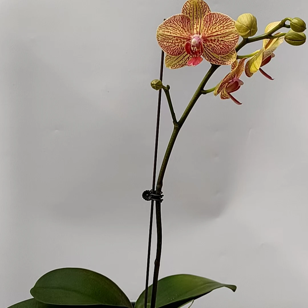 欢然花集蝴蝶兰（黄金甲）