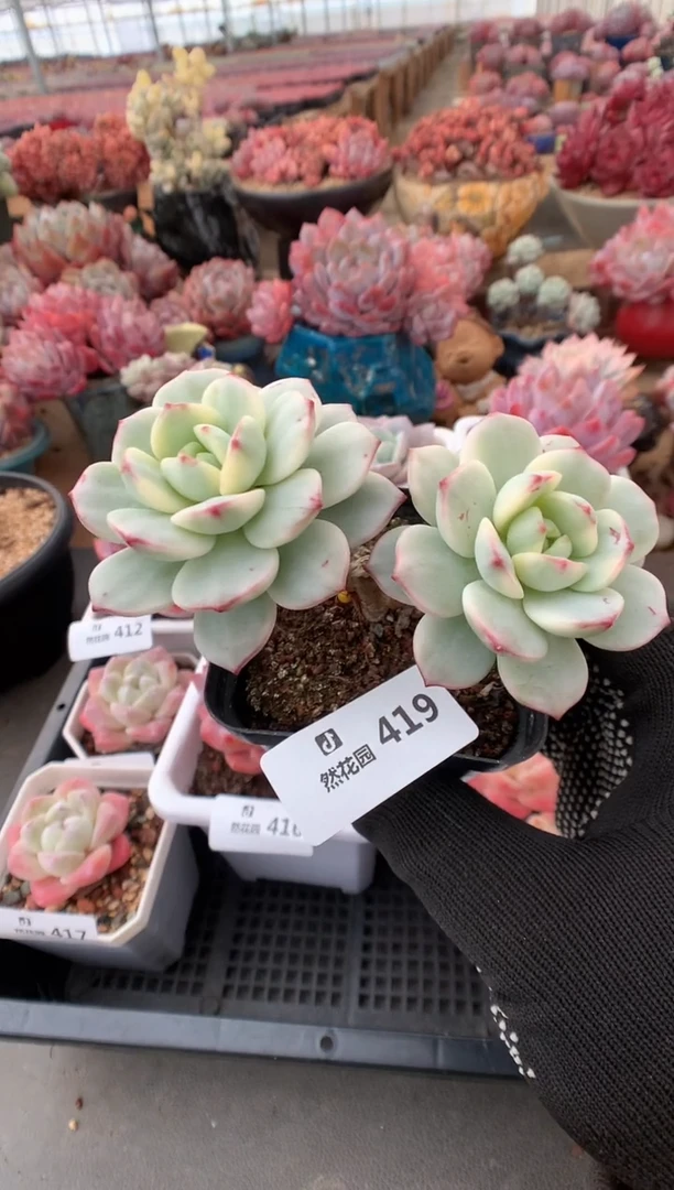 419香草锦多肉植物一物一拍