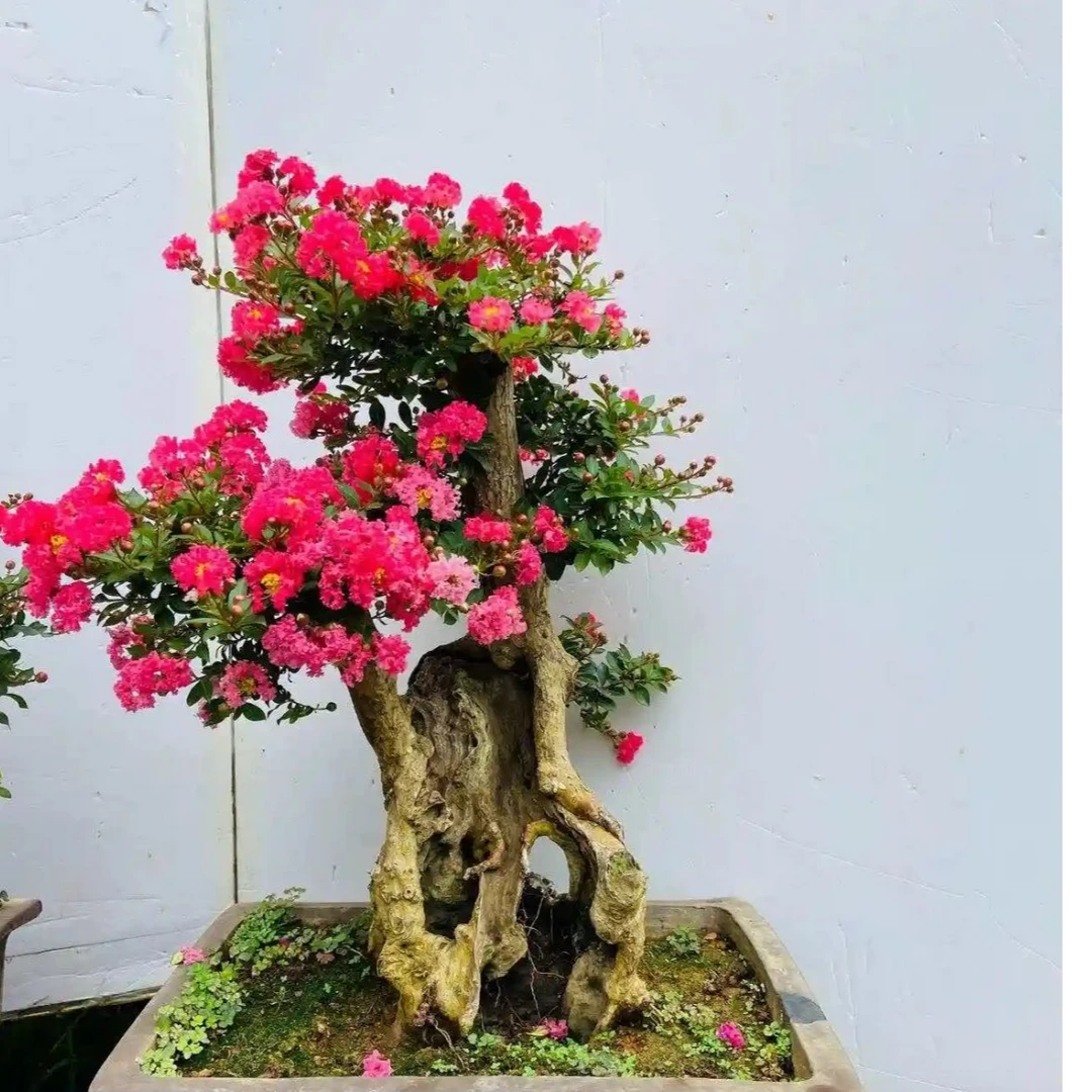 精品紫薇一物一拍，包邮到家-东方