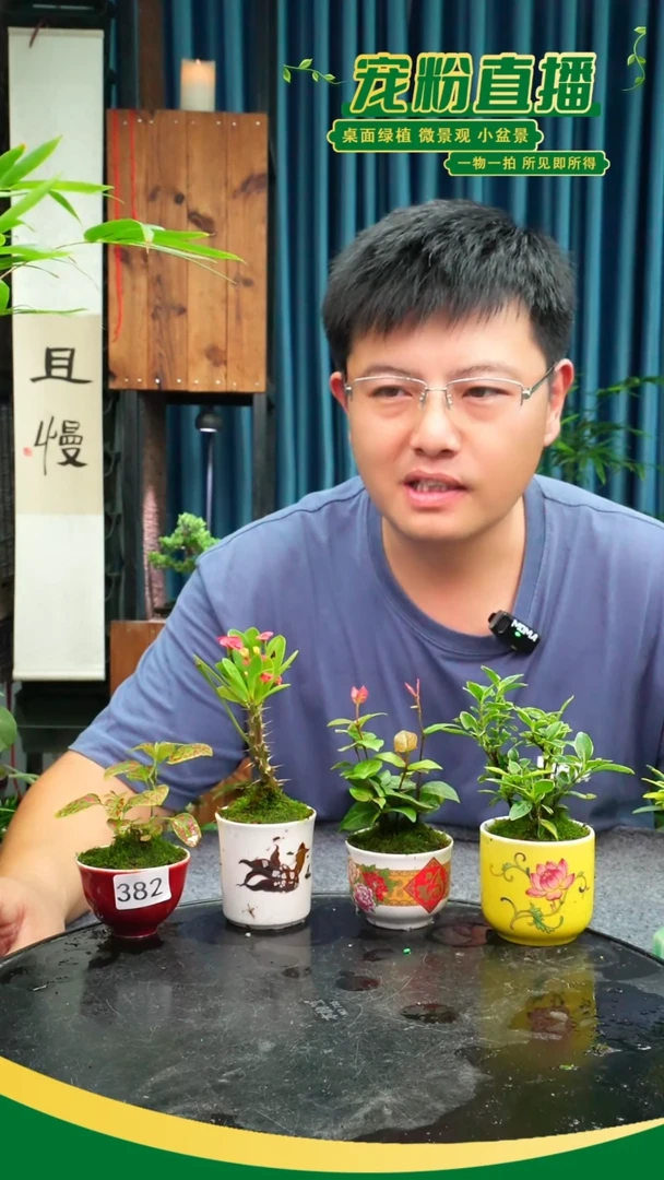 无花朵4**4苔藓微景观382号
