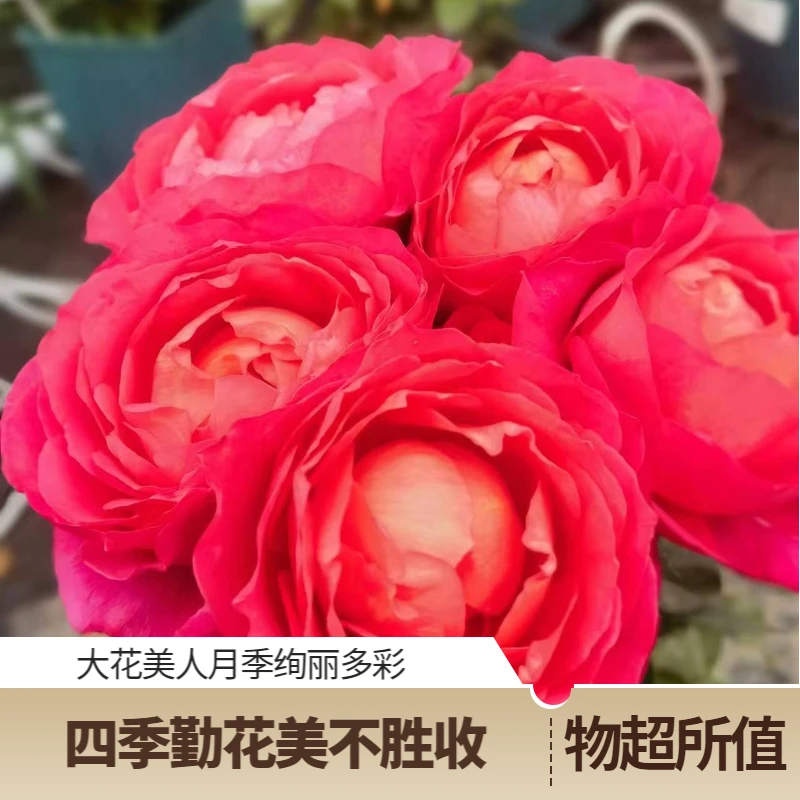 大花美人月季盆栽阳台植物新手入门推荐勤花多季节植物玫瑰盆栽