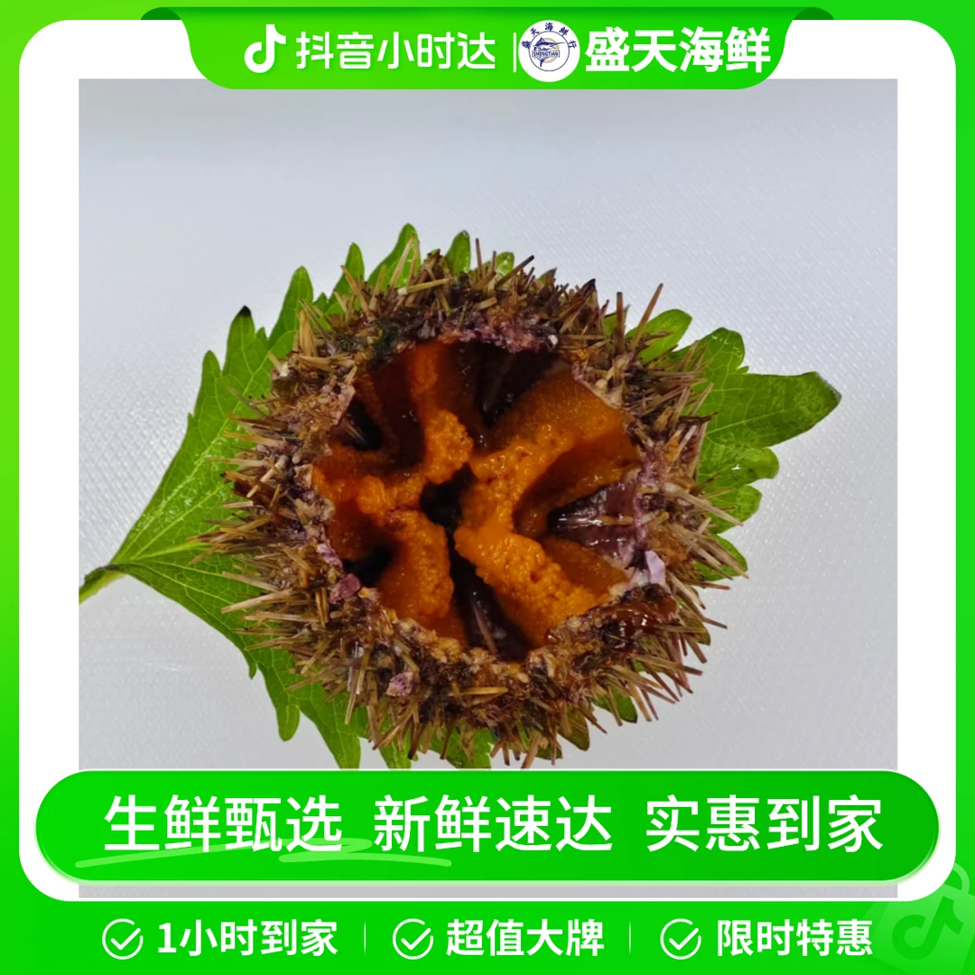 鲜活马粪海胆（50g-100g）