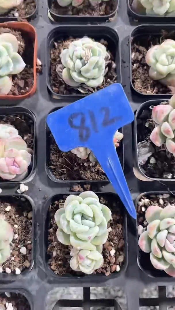 【闪购商品】812多肉