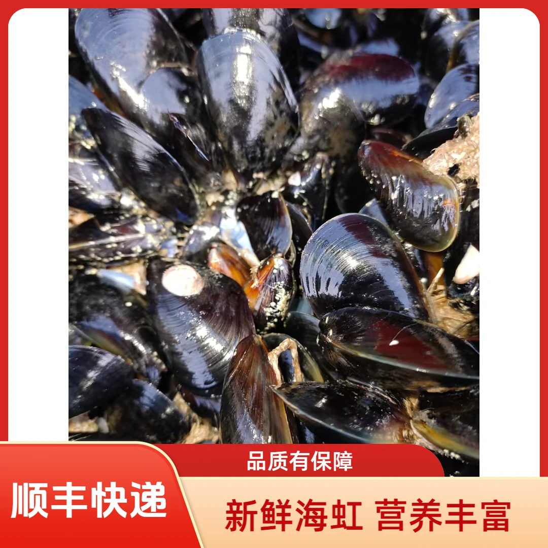 青岛当地新鲜海虹