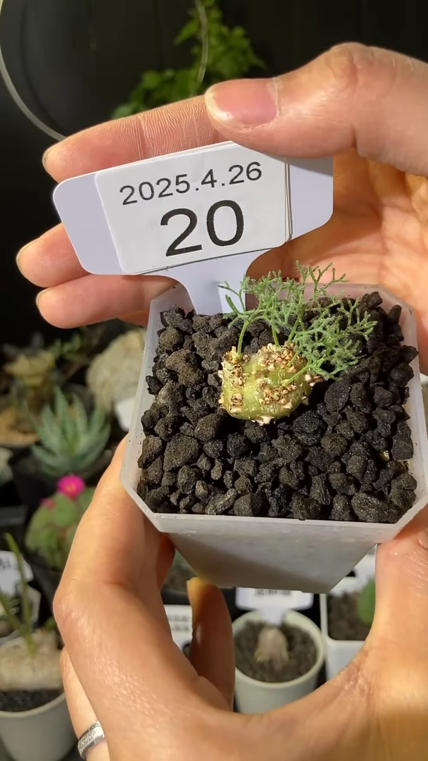 20号4月26日白皮月界