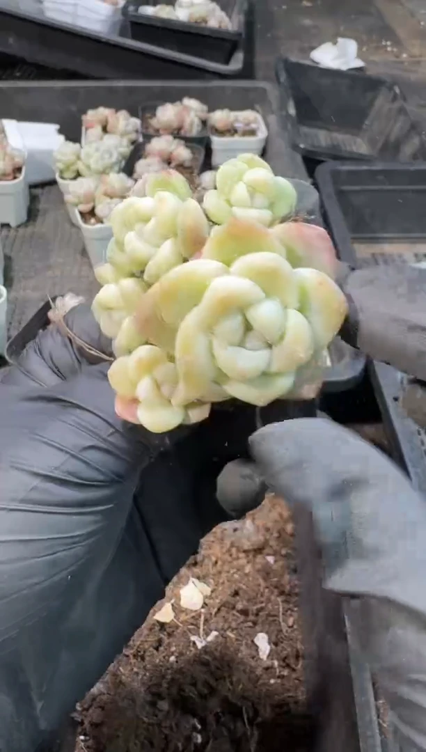 【闪购商品】135号到手1框--江北一物一拍