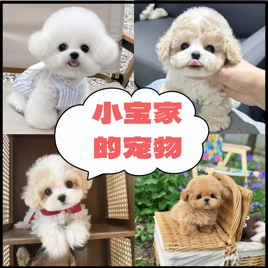 【小宝家的宠物】精品宠物狗狗活体挑选链接