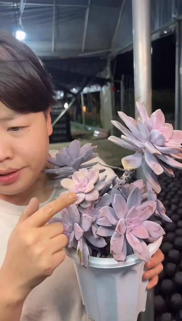 华丽风车锦（保其中一个头带锦）泡沫粒打包19.99