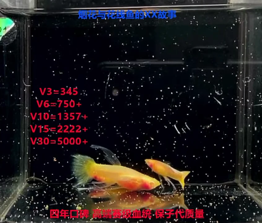 孔雀鱼黄金宽C压成高端1对