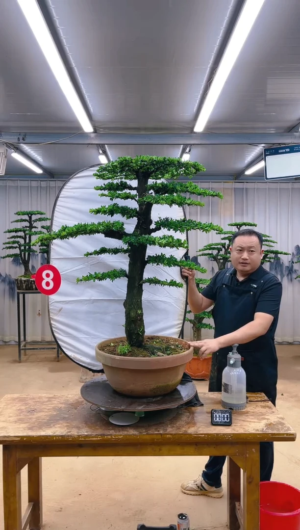 无花朵精品盆景  一物一拍