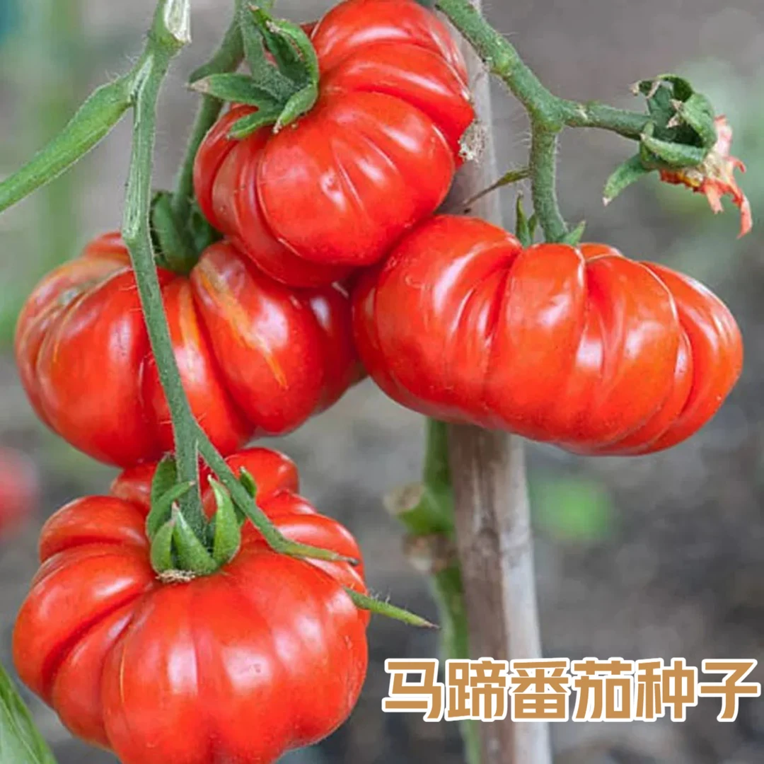 马蹄番茄种子沙瓤大西红柿种籽四季阳台小院播种番茄种籽