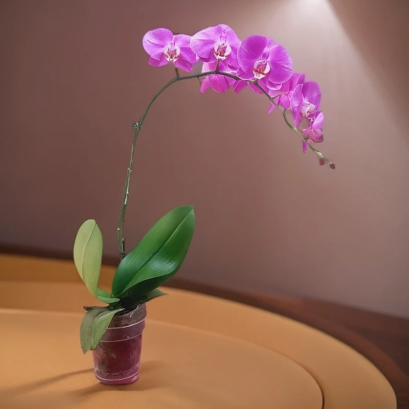 【腮红】蝴蝶兰室内客厅养 客厅餐厅 带花基地发货