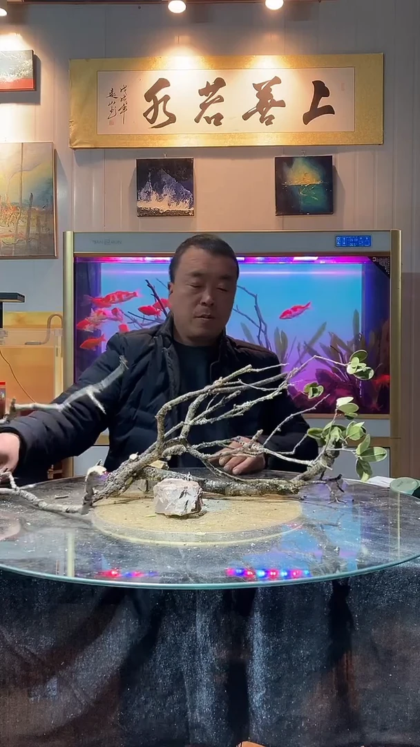 150号天然黄栎木一组适合70缸