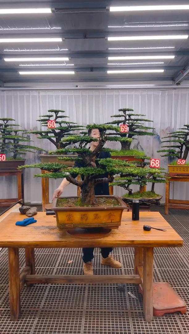 【闪购商品】紫砂精品盆景直播间一物一拍