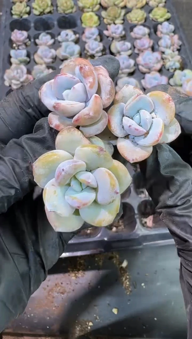 09号奶茶到手（2）棵