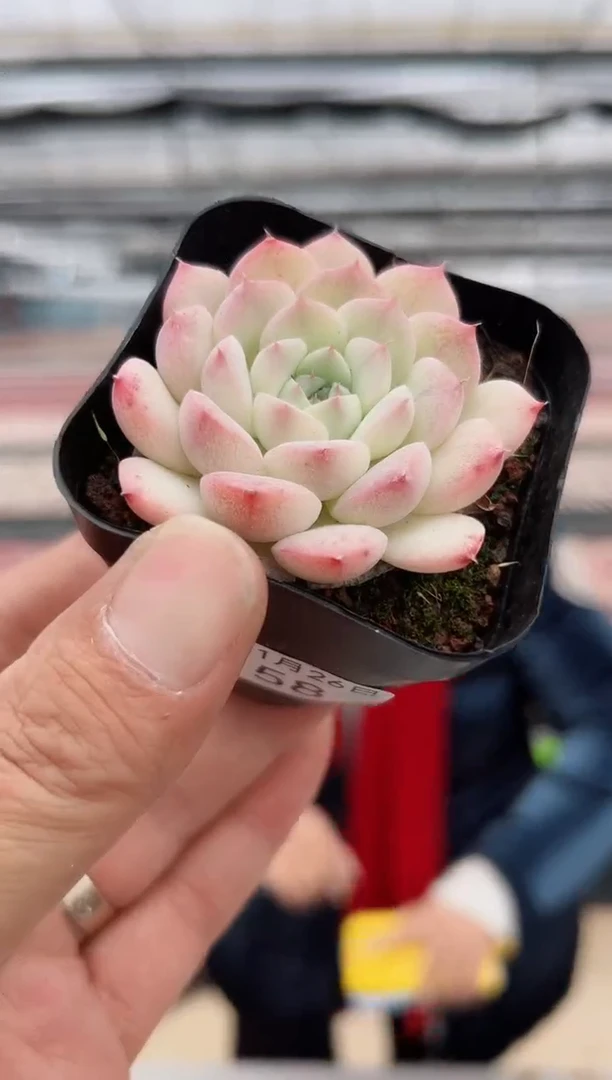 【闪购商品】福利款多肉-58