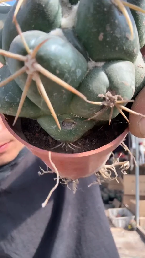 实生巨象有微瑕疵19.99