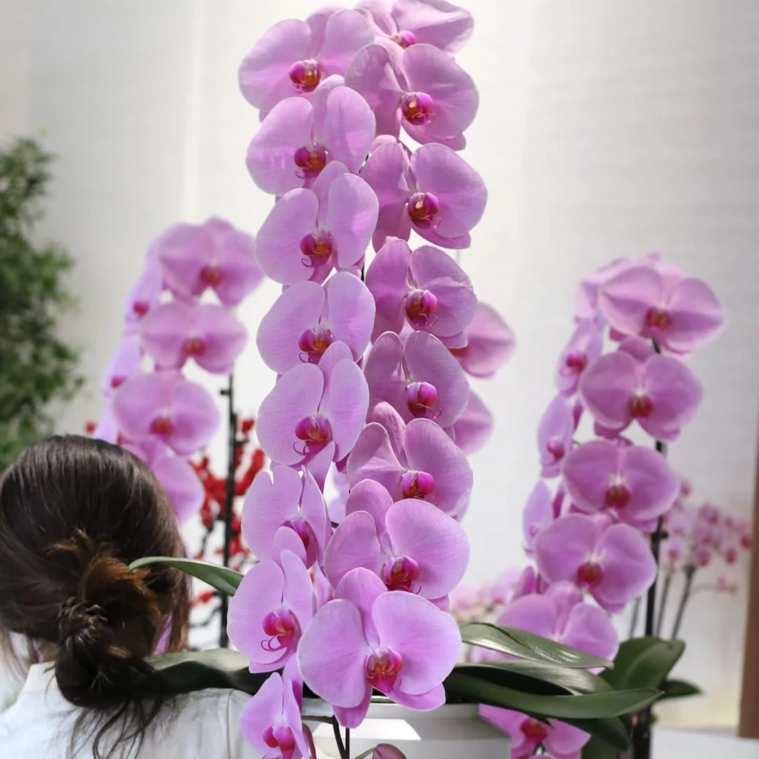【景尚】蝴蝶兰 高端【粉冠军】大花型 【无花无梗】精品苗 3.5寸大杯