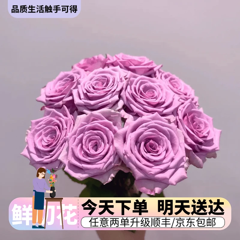 『紫霞仙子单头玫瑰』今日下单明日送达 生活鲜切花批发直播