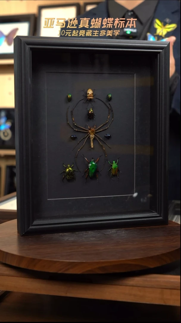 蝴蝶标本摆件竞拍d215
