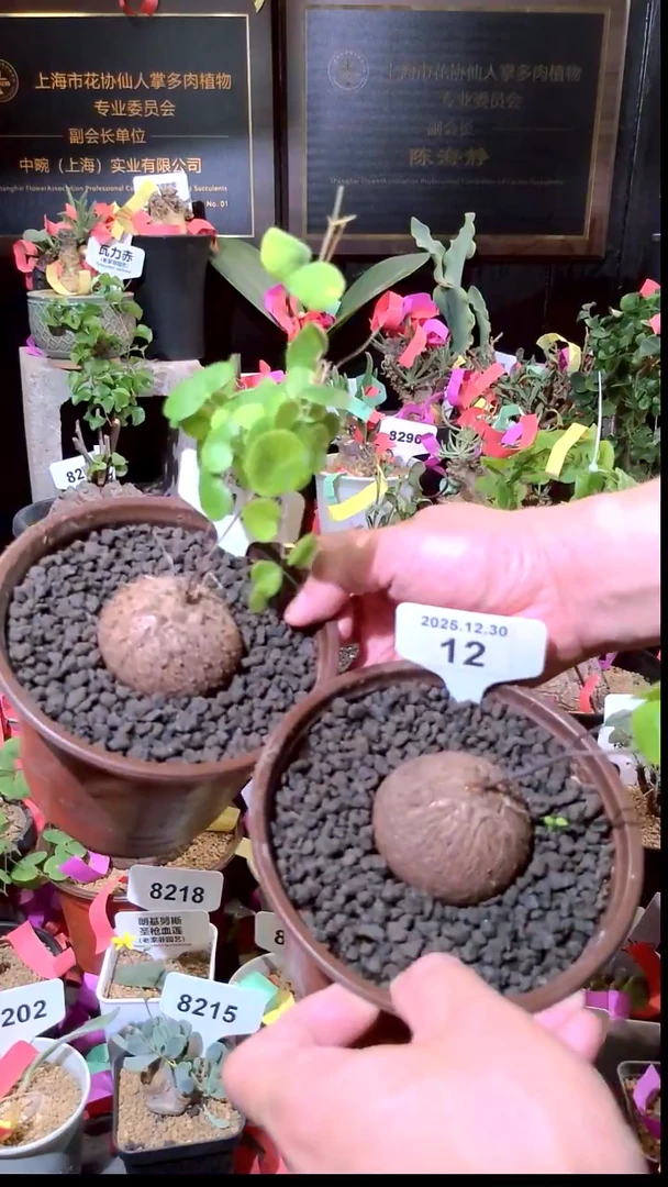 12号1230福利南非龟甲龙买一送一