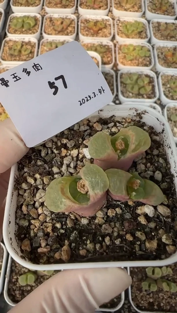 【闪购商品】3.8-57