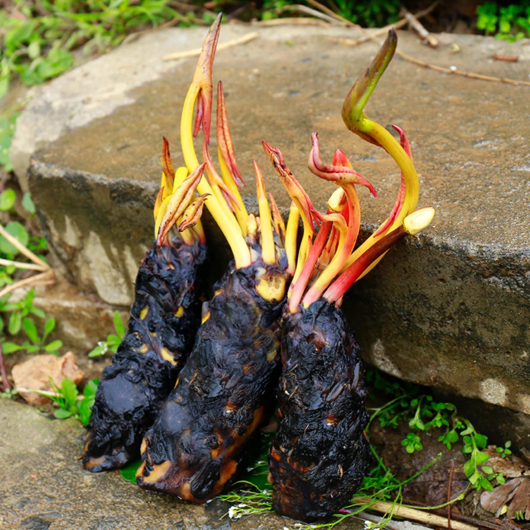 【大花睡莲】睡莲根块带芽水生水培植物花卉发货