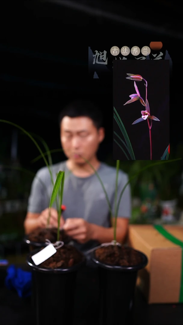 当前无花栽培后可以开花水****️寒兰-紫童（前垄单苗带芽）一物一拍