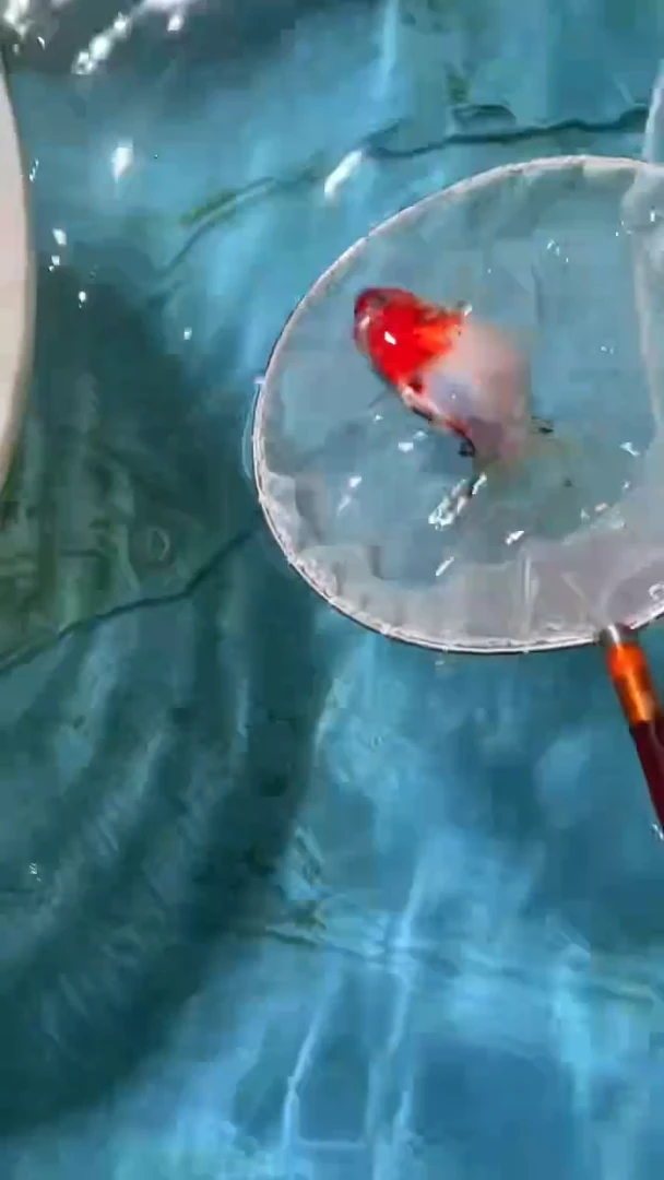 金鱼2单包邮 ，售后开箱视频