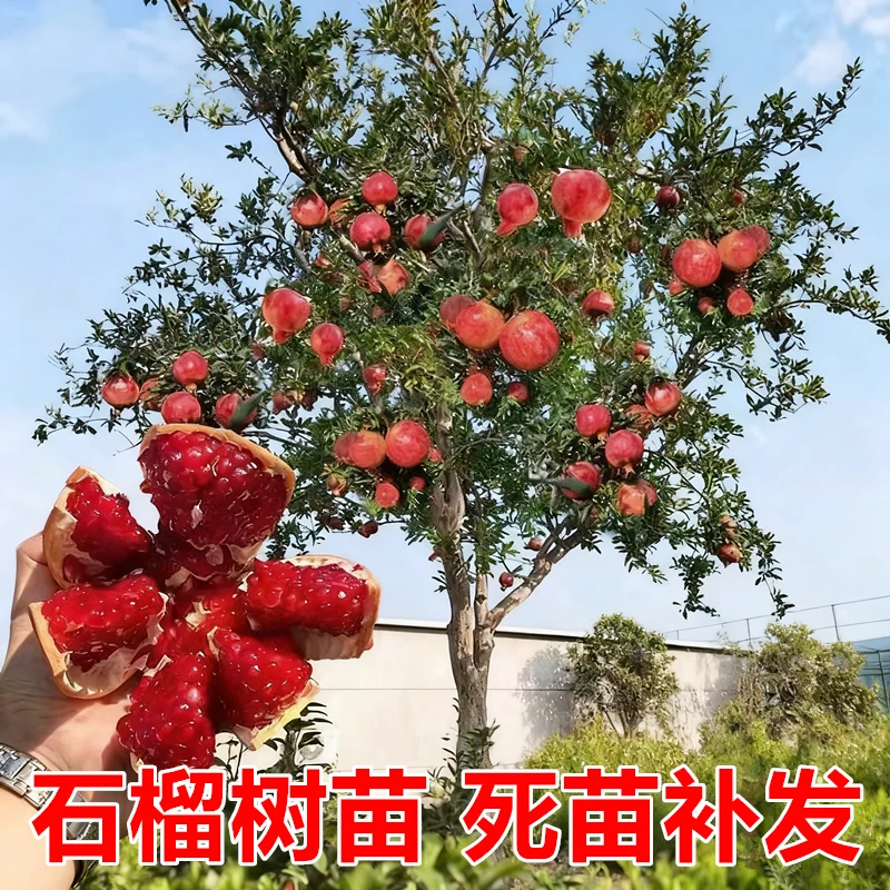 石榴树树苗突尼斯软籽石榴苗地栽庭院果树特大带土无籽甜石榴树苗