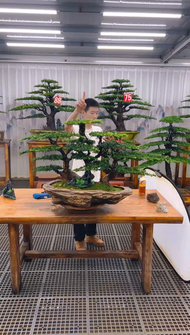 无花朵夜**袭精品盆景直播间一物一拍