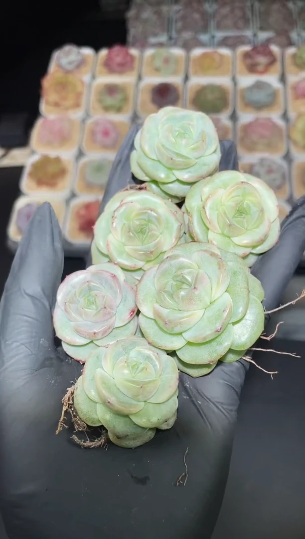 闪购2892 萌萌小兔多肉一颗  3-3.5厘米