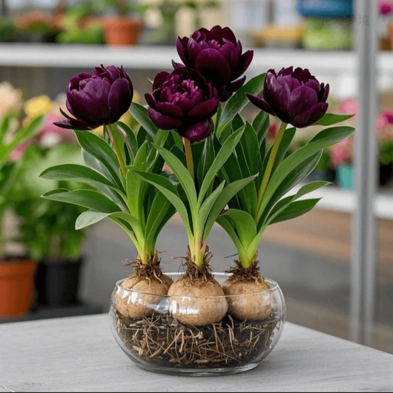 【四季好养】水培兰花球盆栽好养室内外四季可种耐寒热水培花卉绿植