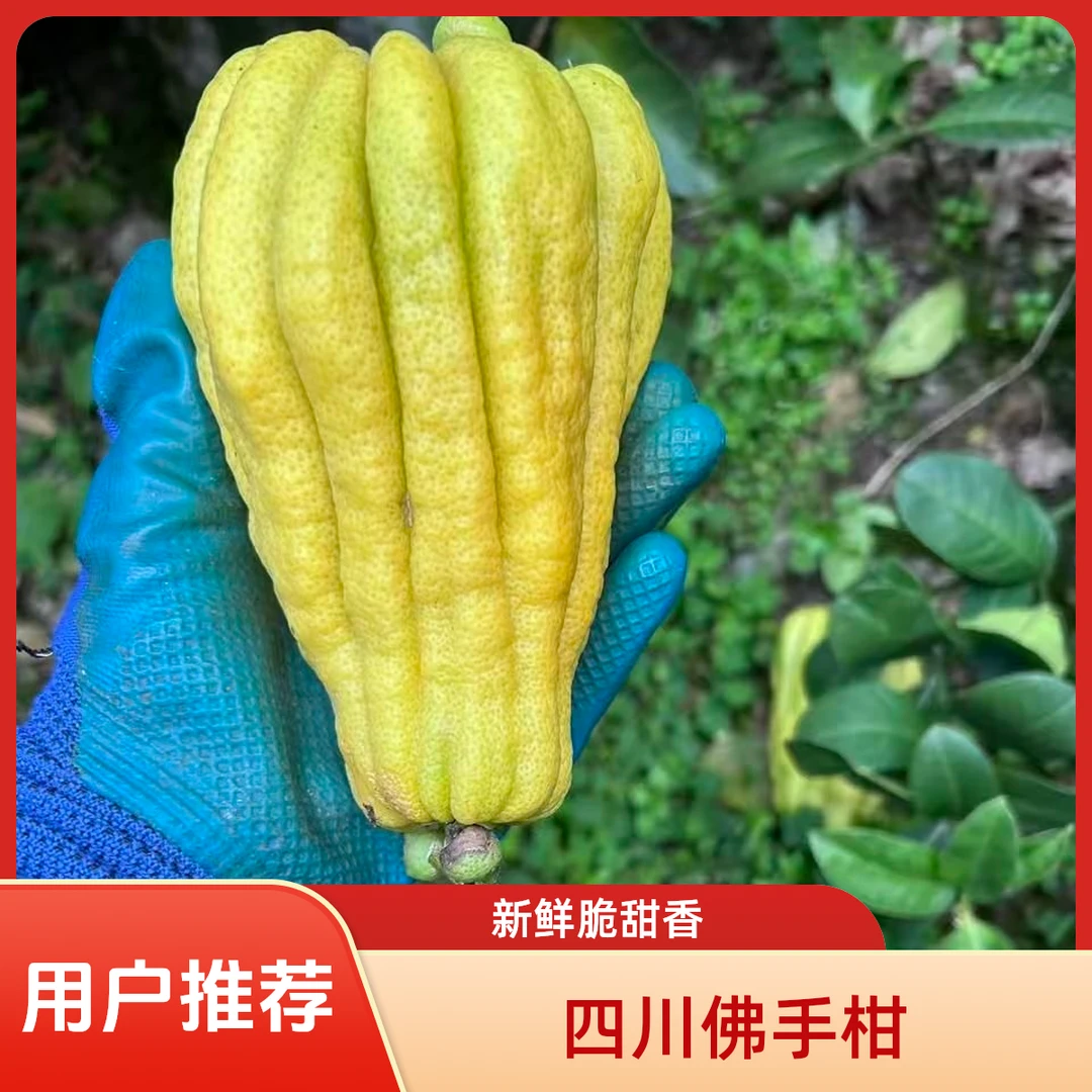 新鲜佛手柑外形独特香气迷人香甜清脆还能观赏闻香