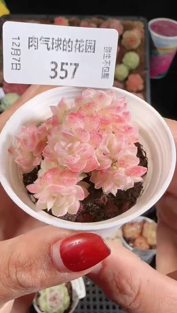 1207-357多肉群生不包整